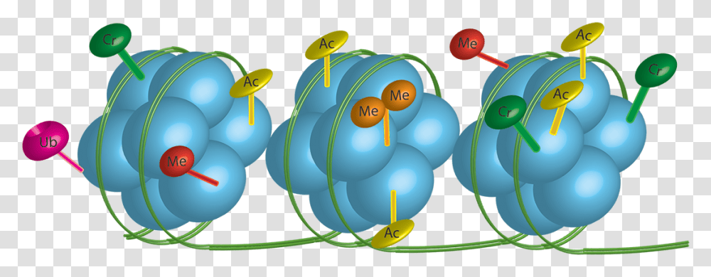 Studying Radiation Therapy, Plant, Sphere, Food, Toy Transparent Png