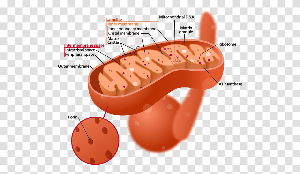Studying The Inner Structure Of Mitocondria, Plant, Food, Mouth, Lip Transparent Png