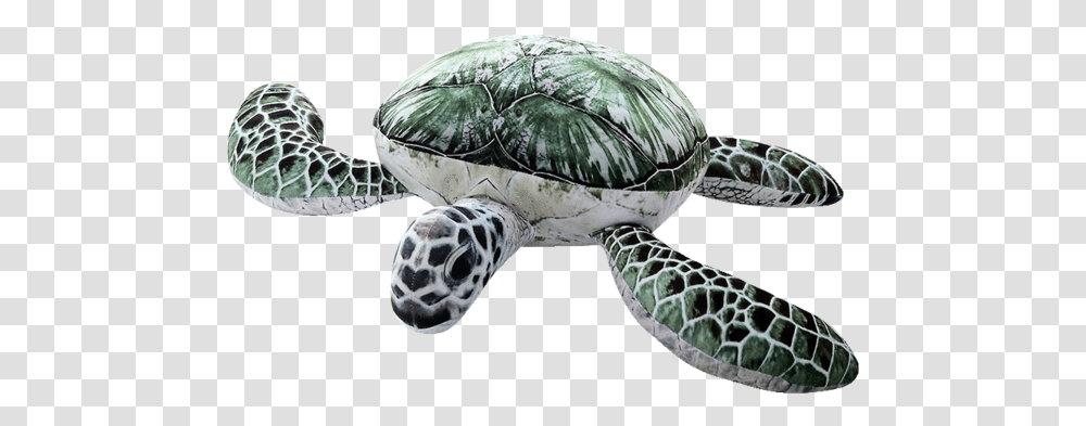 Stuffed Toy, Turtle, Reptile, Sea Life, Animal Transparent Png