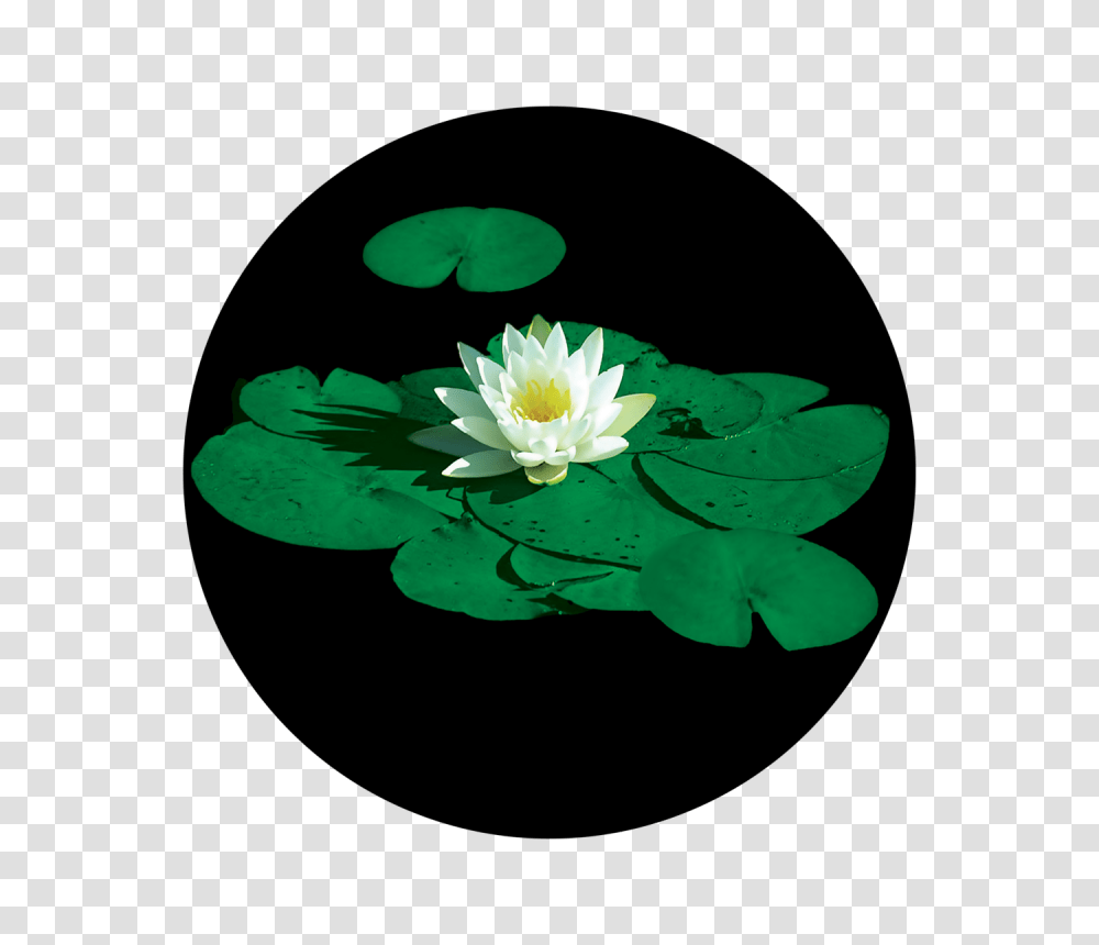 Stunning Lily Pad, Plant, Flower, Blossom, Pond Lily Transparent Png