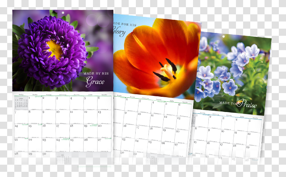 Stunningly Beautiful Month Calendar Holidays Tulip, Plant, Flower, Blossom Transparent Png