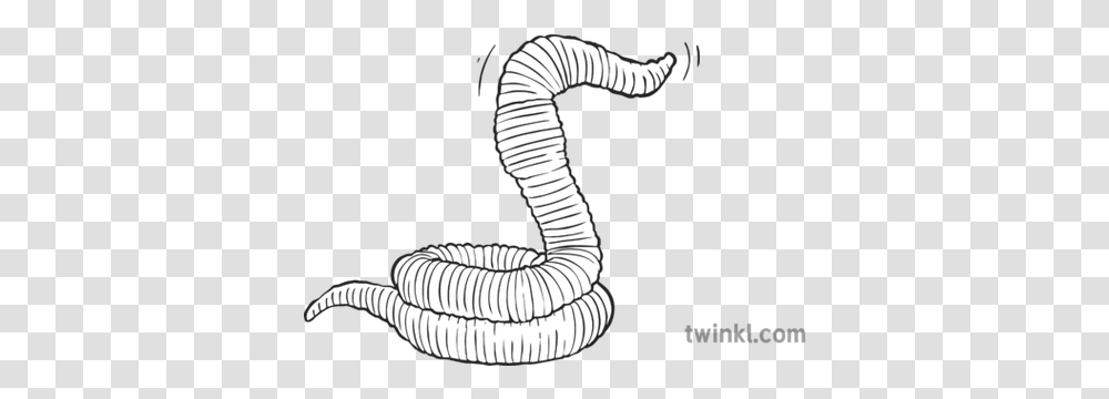 Stylised Earthworm Worm Ks2 Bw Rgb Caterpillar, Hose, Person, Human, Spiral Transparent Png