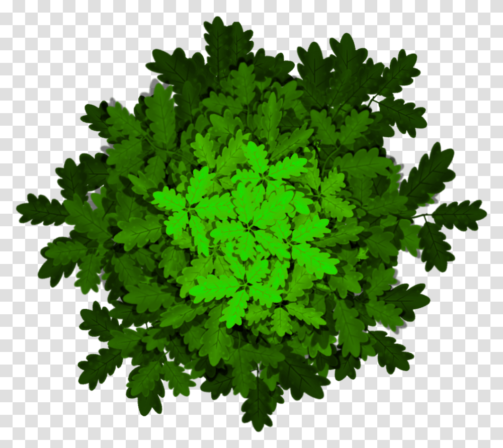 Stylized Textures Of Shrubs And Tree Tops Illustration, Leaf, Plant, Green, Fern Transparent Png