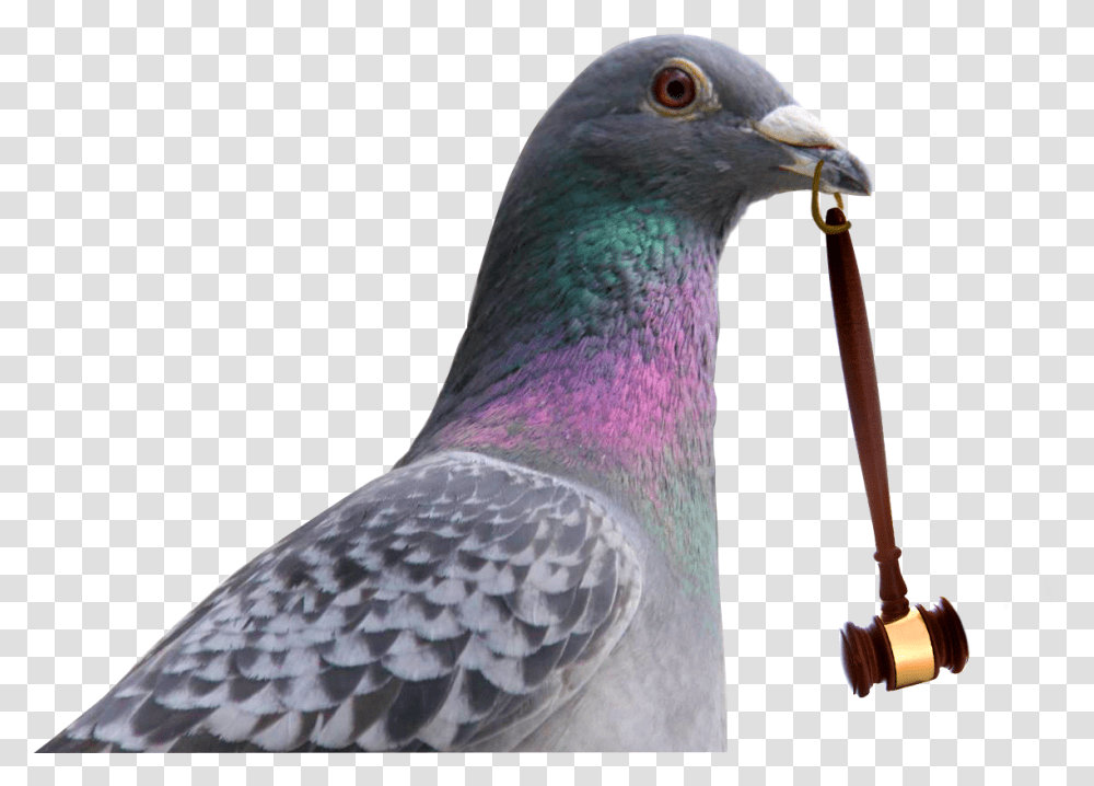 Subasta De Palomas Rock Dove, Bird, Animal, Pigeon, Beak Transparent Png