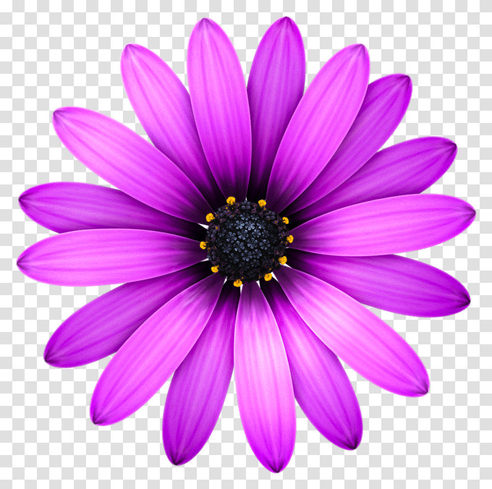 Sublime Text 3 Clipart Purple Daisy Flower, Plant, Daisies, Blossom, Pollen Transparent Png