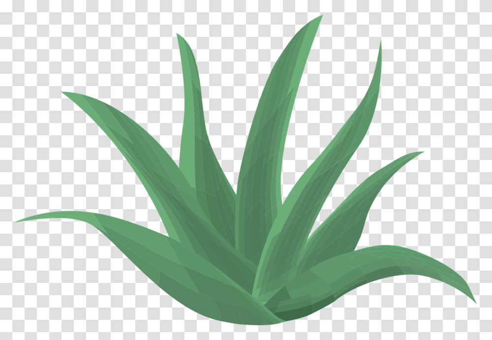 Suc D Aloe Vera, Plant Transparent Png