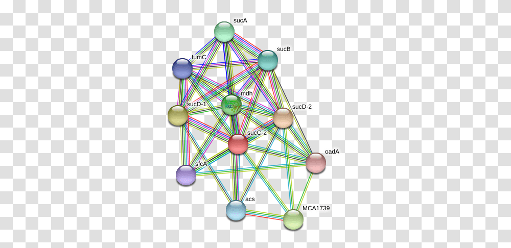 Succ 2 Protein Circle, Sphere, Balloon, Network Transparent Png