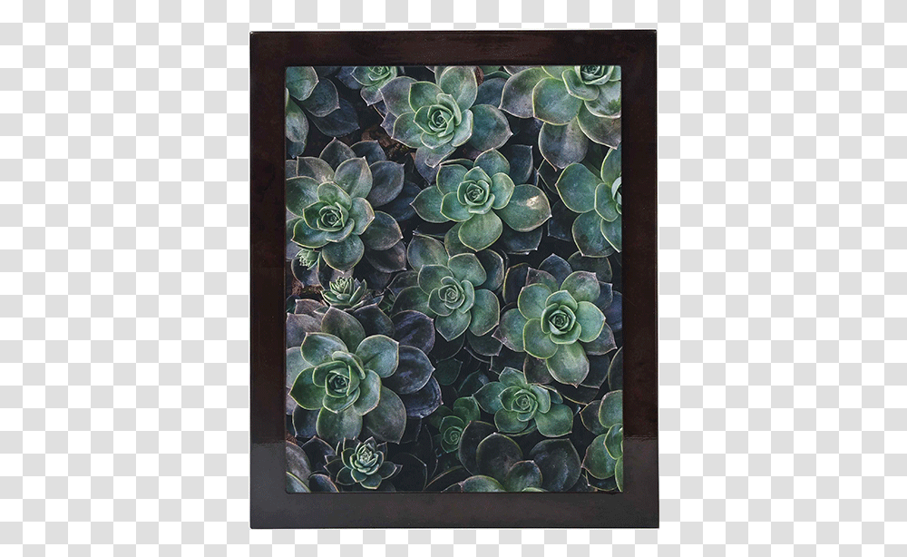 Succulent Background, Floral Design, Pattern Transparent Png