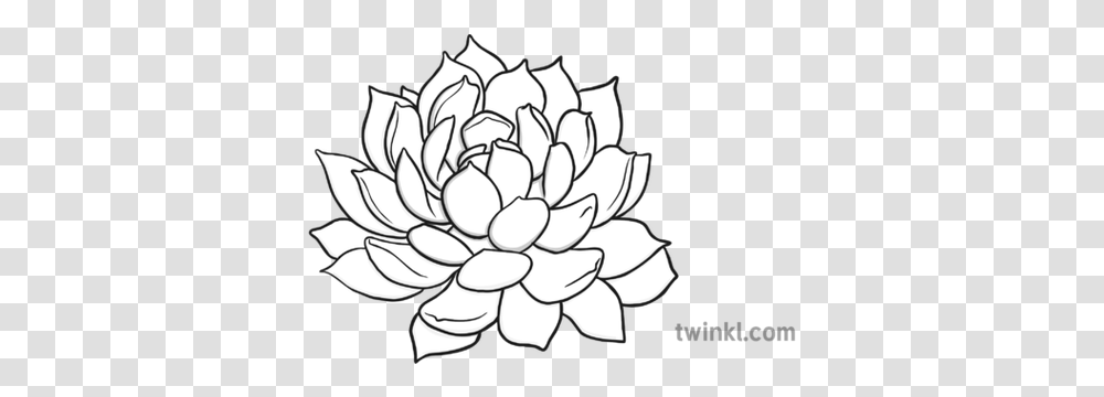 Succulent Black And White Illustration Twinkl Line Art, Bonfire, Flame, Graphics, Pattern Transparent Png