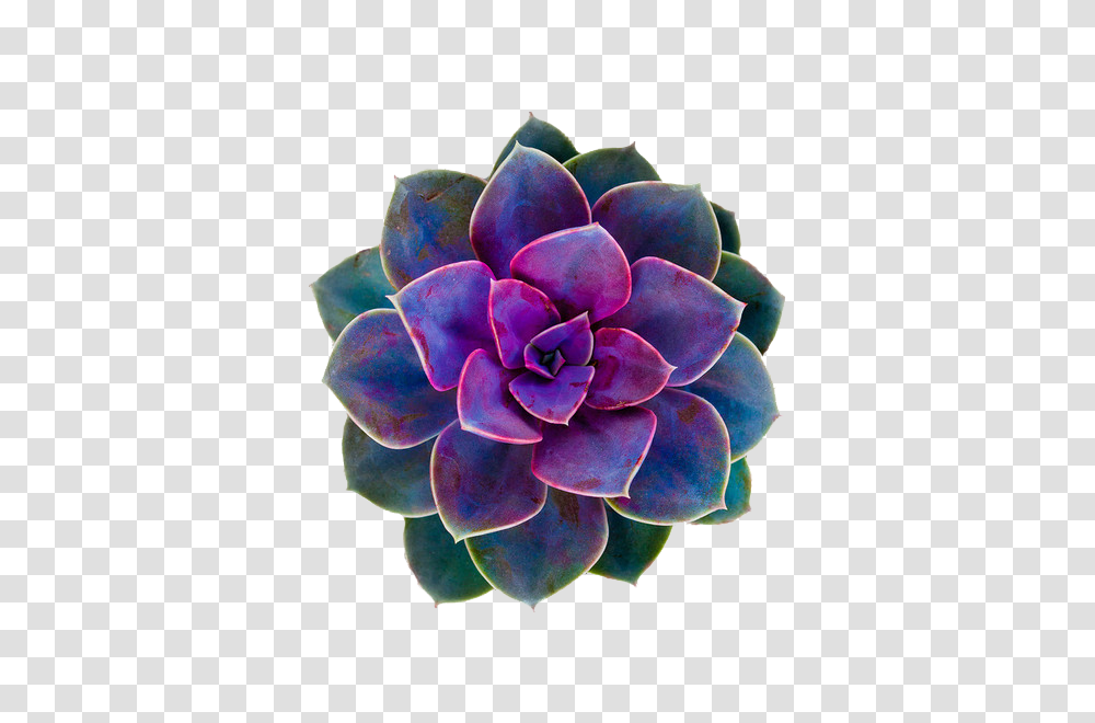 Succulent Botanical Purple And Green Succulents, Dahlia, Flower, Plant, Blossom Transparent Png