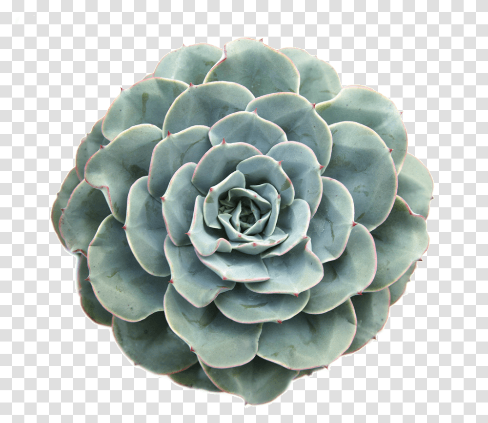 Succulent Cactus Plant Plantsarefriends Tumblr Arthoe Succulent Colors, Ornament, Rose, Flower, Blossom Transparent Png