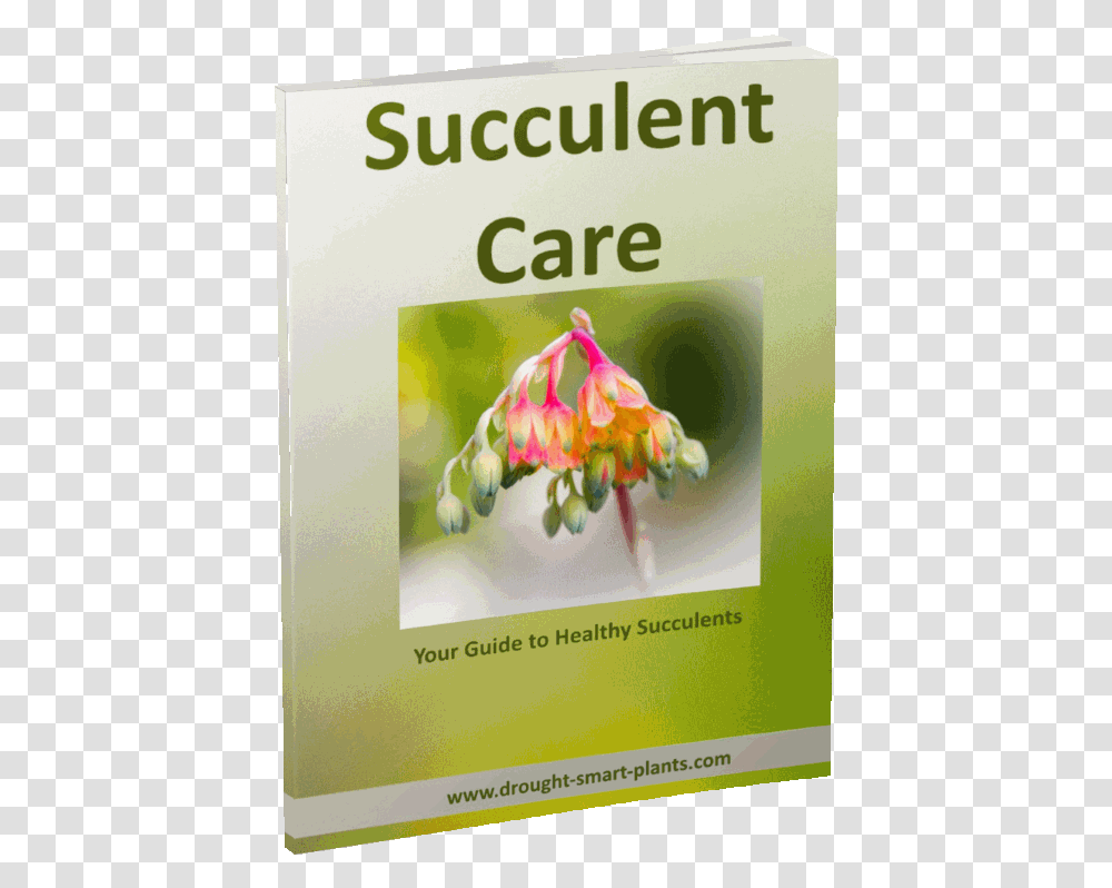 Succulent Care E Book Present Continuous, Poster, Advertisement, Flyer, Paper Transparent Png