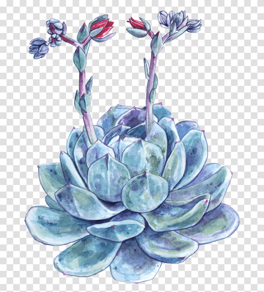 Succulent Download, Plant, Flower, Porcelain Transparent Png