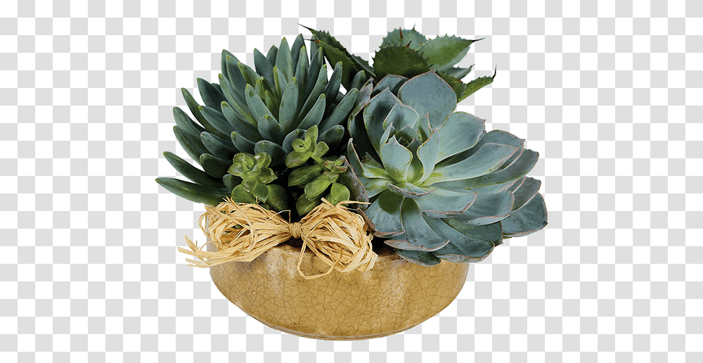 Succulent Flower Arrangements, Plant, Agavaceae, Pineapple, Fruit Transparent Png