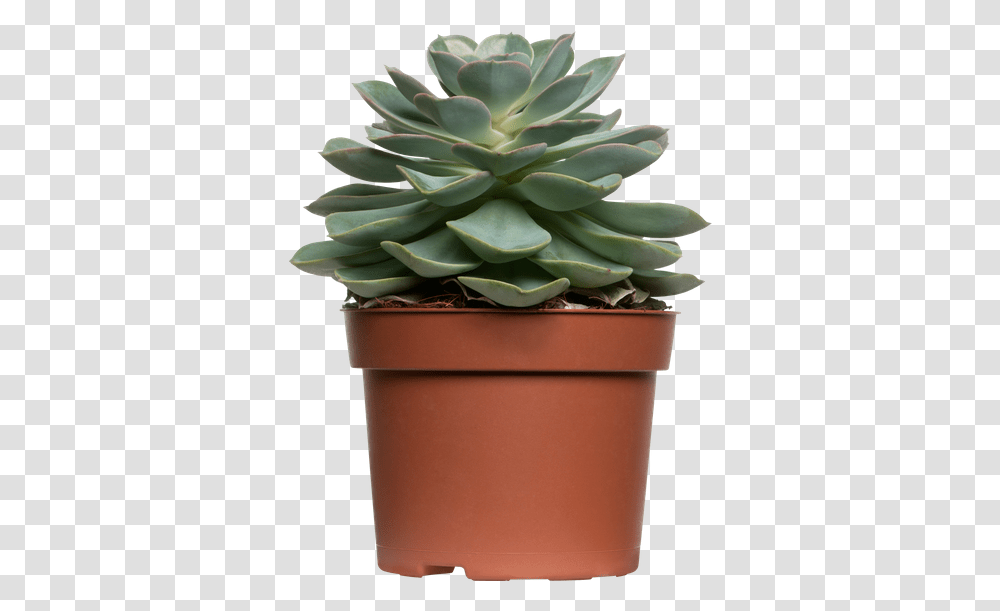 Succulent Free Background Succulent Plant, Aloe, Pot, Potted Plant, Vase Transparent Png