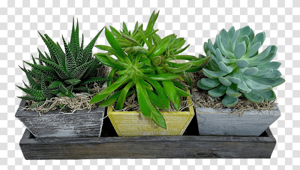 Succulent Garden Trio Flowerpot, Plant, Aloe, Potted Plant, Vase Transparent Png