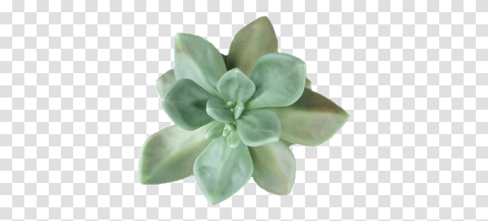 Succulent Green Overlay Greenoverlay Succulent Leaves, Ornament, Jewelry, Accessories, Accessory Transparent Png