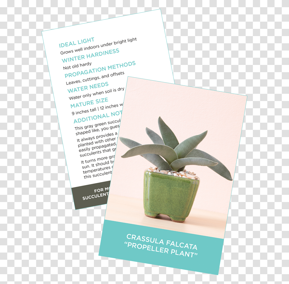Succulent Identification Cards Sample Crassula Falcata Nursery Succulent Care Card, Flyer, Poster, Paper, Advertisement Transparent Png