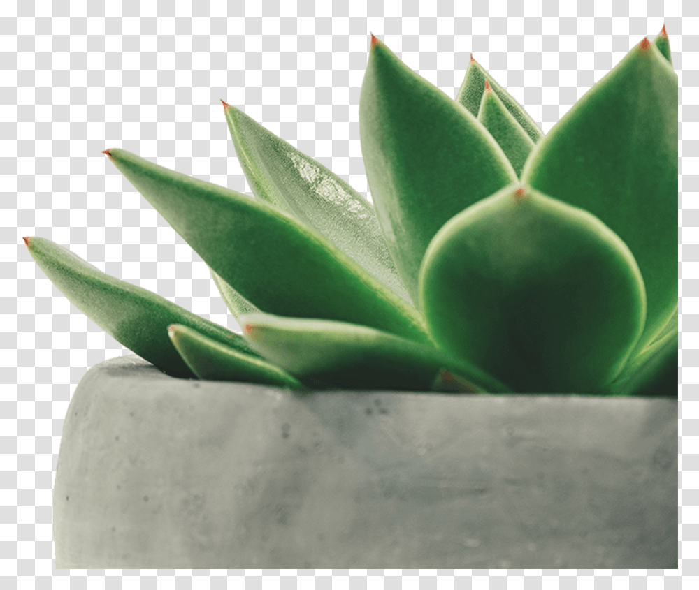 Succulent Minimalist Plant Wallpaper Iphone, Aloe, Leaf, Flower, Blossom Transparent Png