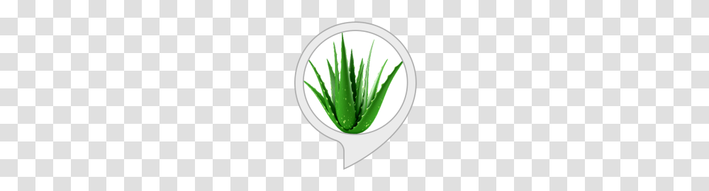Succulent Monitor Alexa Skills, Aloe, Plant, Green Transparent Png
