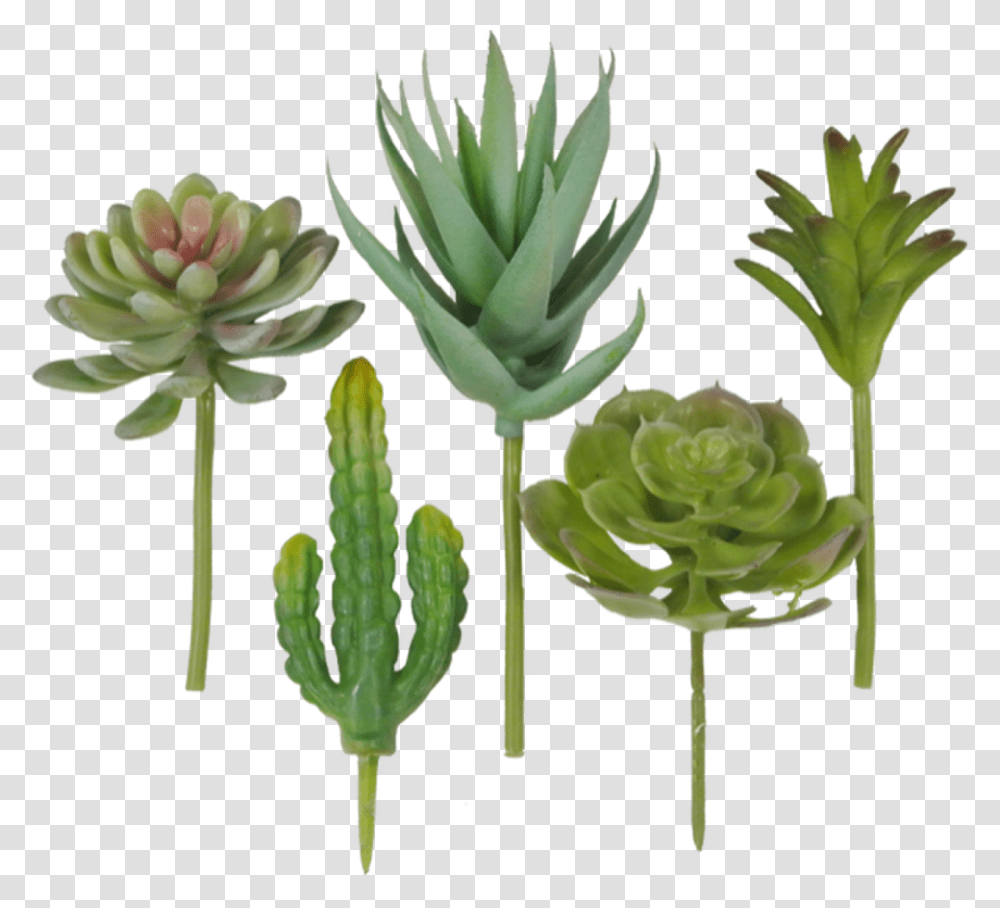 Succulent Pick Assortment Bag Of Houseplant, Cactus, Aloe Transparent Png