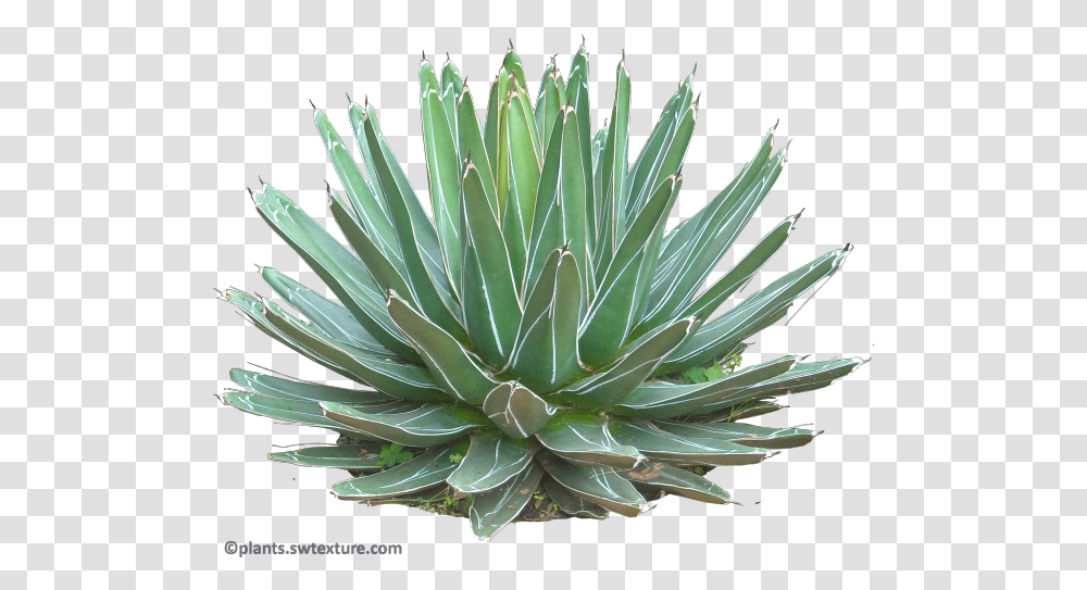 Succulent Plant Agave Plant, Agavaceae, Aloe Transparent Png