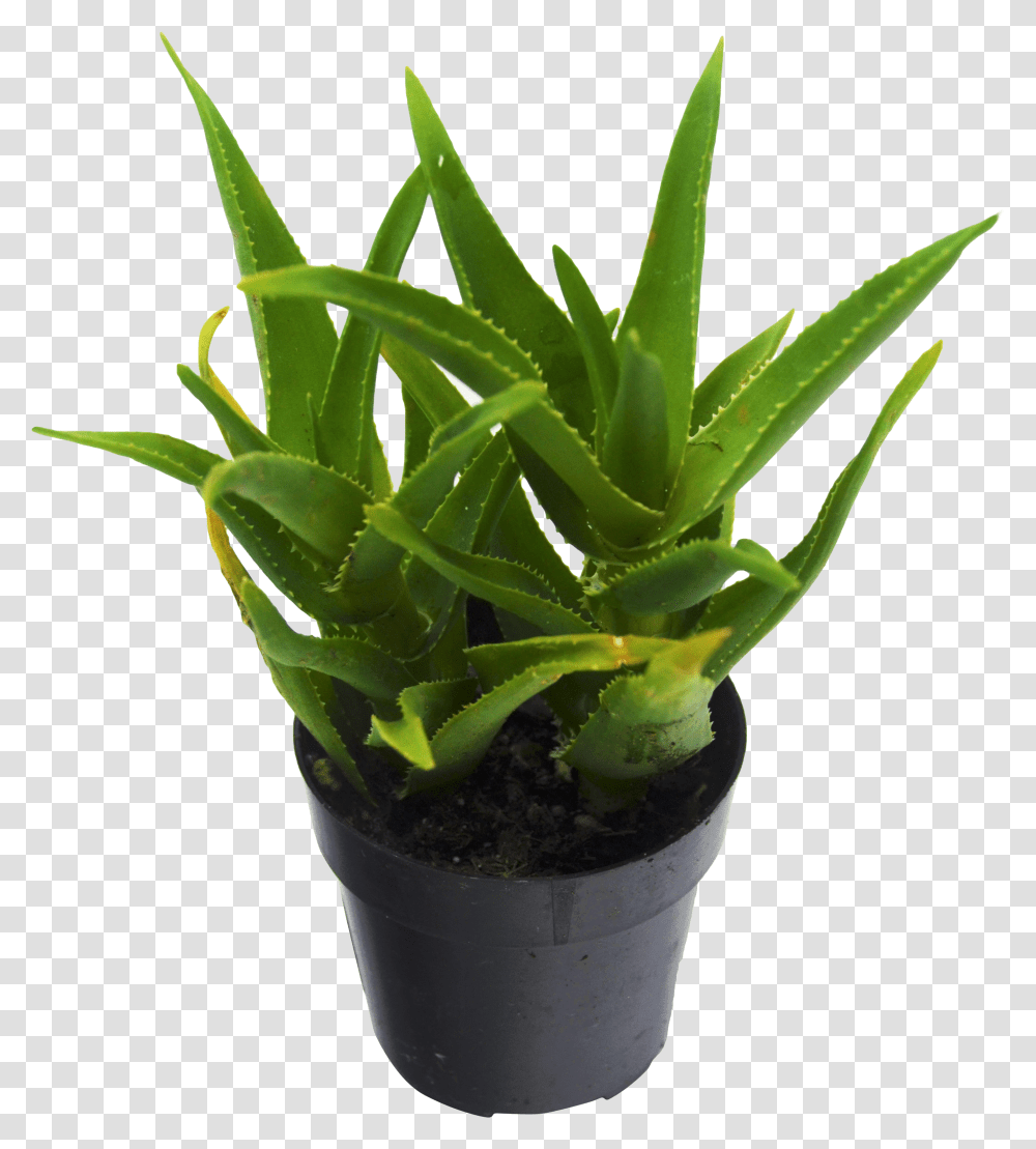 Succulent Plant, Aloe, Pineapple, Fruit, Food Transparent Png