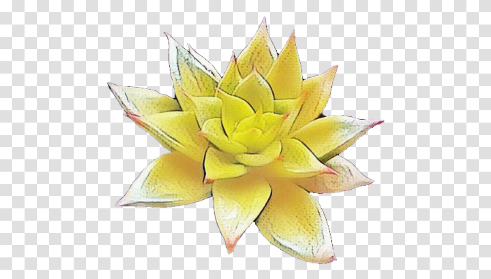 Succulent Plant Cactus Aesthetic, Petal, Flower, Blossom, Dahlia Transparent Png
