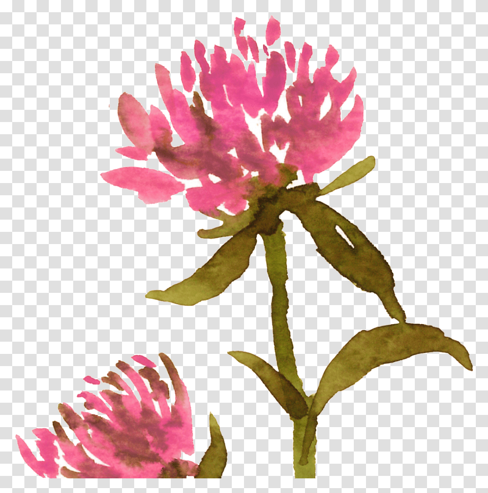 Succulent, Plant, Flower, Blossom, Peony Transparent Png