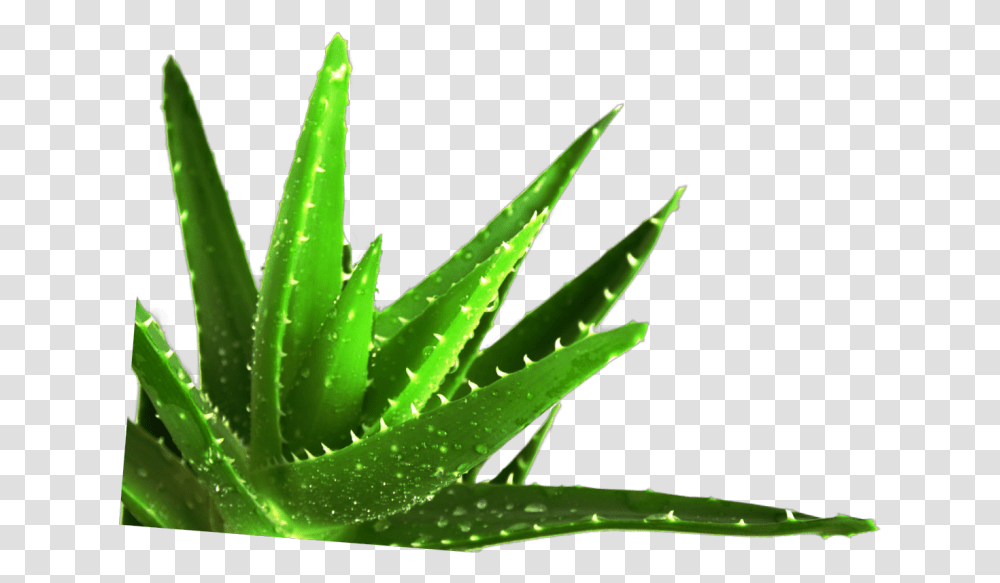Succulent Plant Medicine Medicinal Plants Ayurvedic Aloe Vera Plants, Leaf, Green Transparent Png