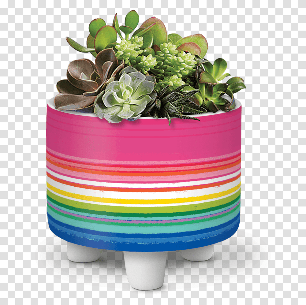 Succulent Plant, Potted Plant, Vase, Jar, Pottery Transparent Png