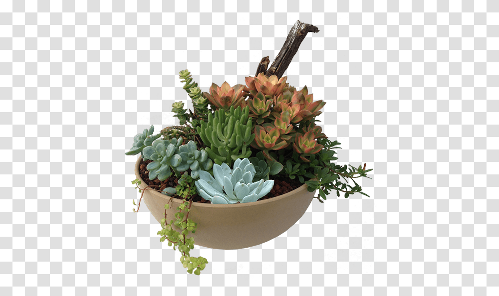 Succulent Plant Succulent, Flower, Potted Plant, Vase, Jar Transparent Png