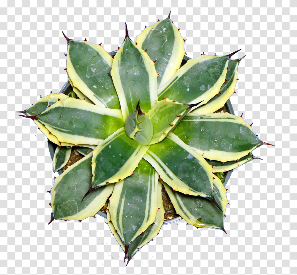 Succulent Plants, Aloe, Leaf, Flower, Blossom Transparent Png