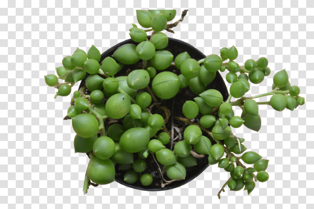 Succulent String Of Pearls Seedless Fruit, Plant, Grapes, Food Transparent Png