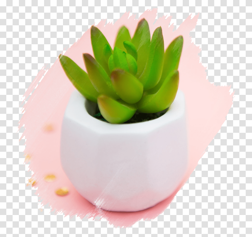 Succulent Succulent Brushed Artificial Flower Succulent Plant, Paper, Birthday Cake, Dessert, Food Transparent Png