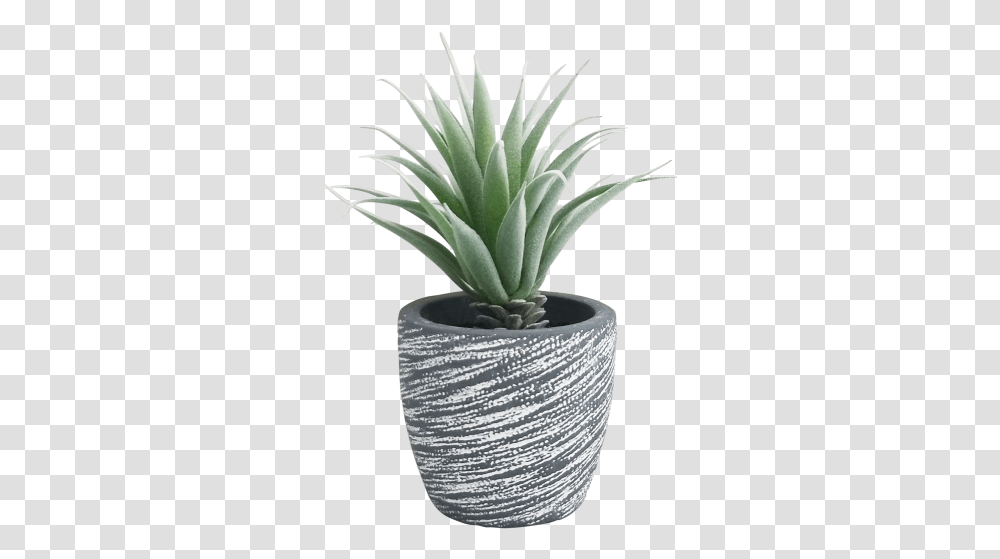 Succulent Sword Background, Plant, Aloe, Potted Plant, Vase Transparent Png