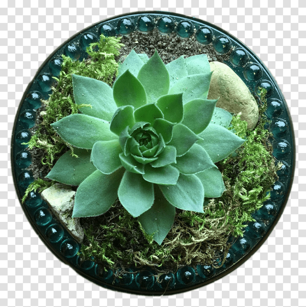 Succulent Top View Flower Pot Top, Plant, Dish, Meal, Food Transparent Png