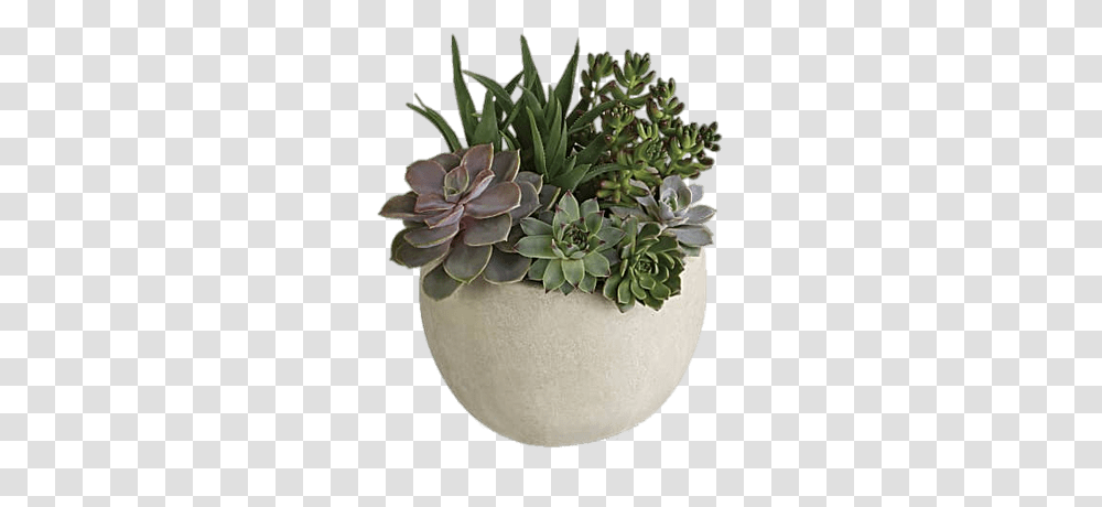 Succulent Variety Succulent Plants, Potted Plant, Vase, Jar, Pottery Transparent Png