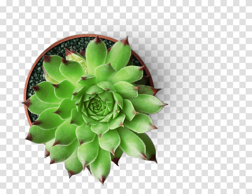 Succulent With Background, Plant, Pottery, Ornament, Pineapple Transparent Png