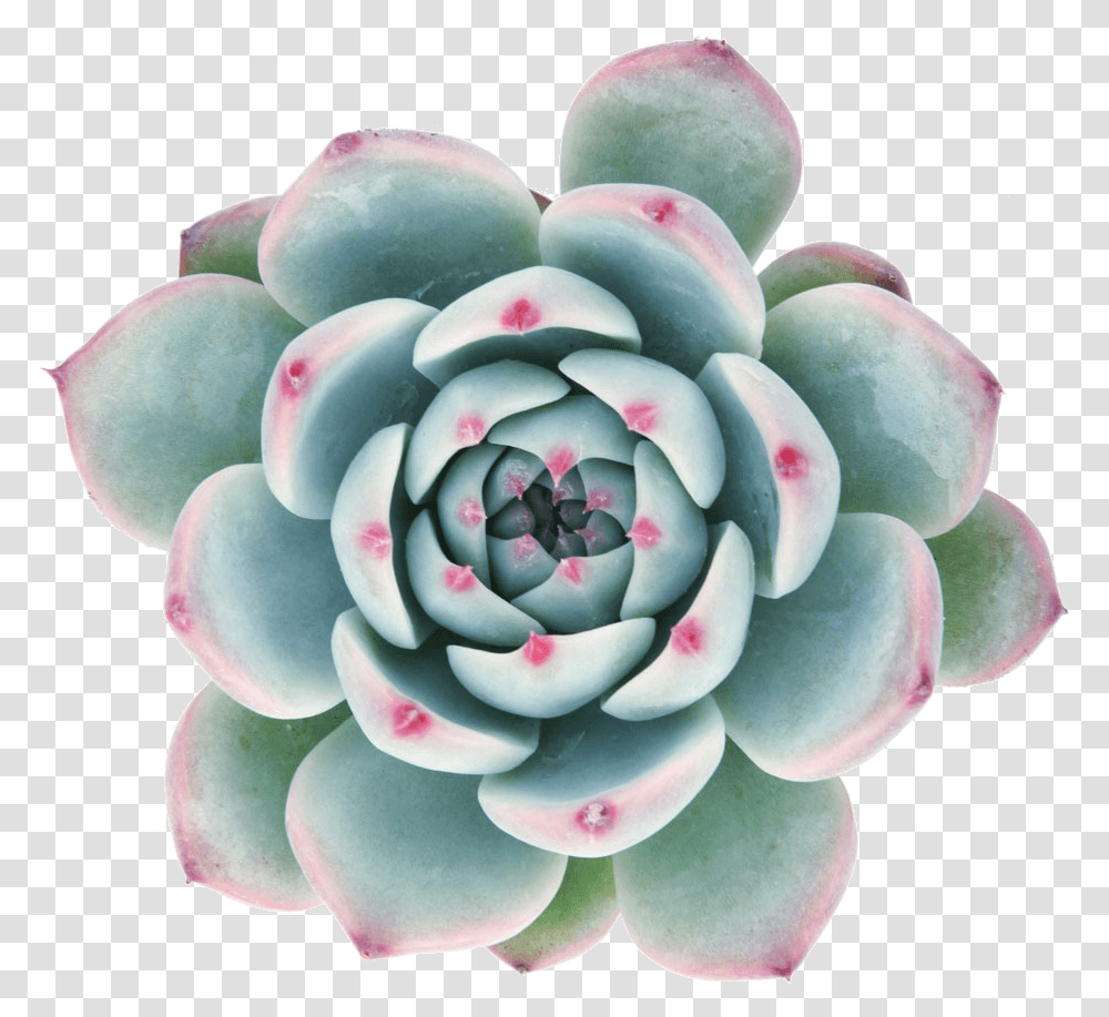 Succulent With Clear Background, Ornament, Pattern, Fractal, Rose Transparent Png