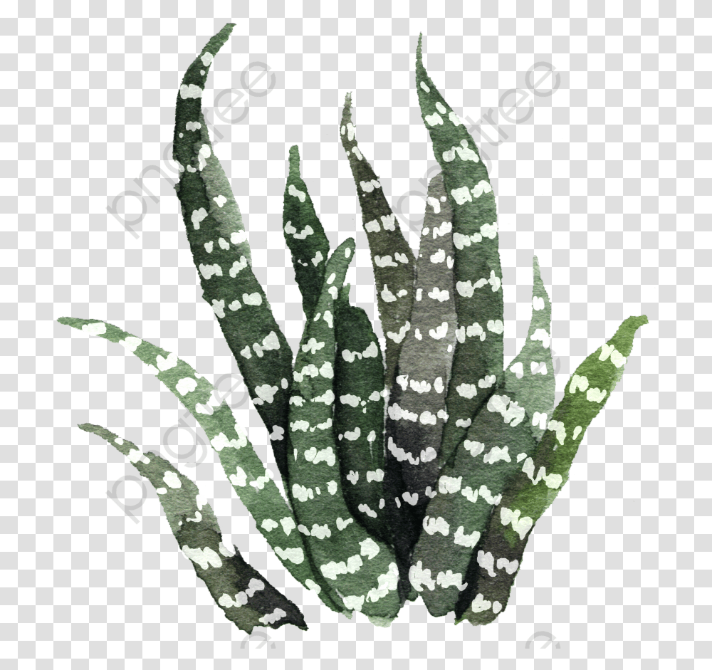 Succulents And Cactus Aesthetic, Aloe, Plant Transparent Png