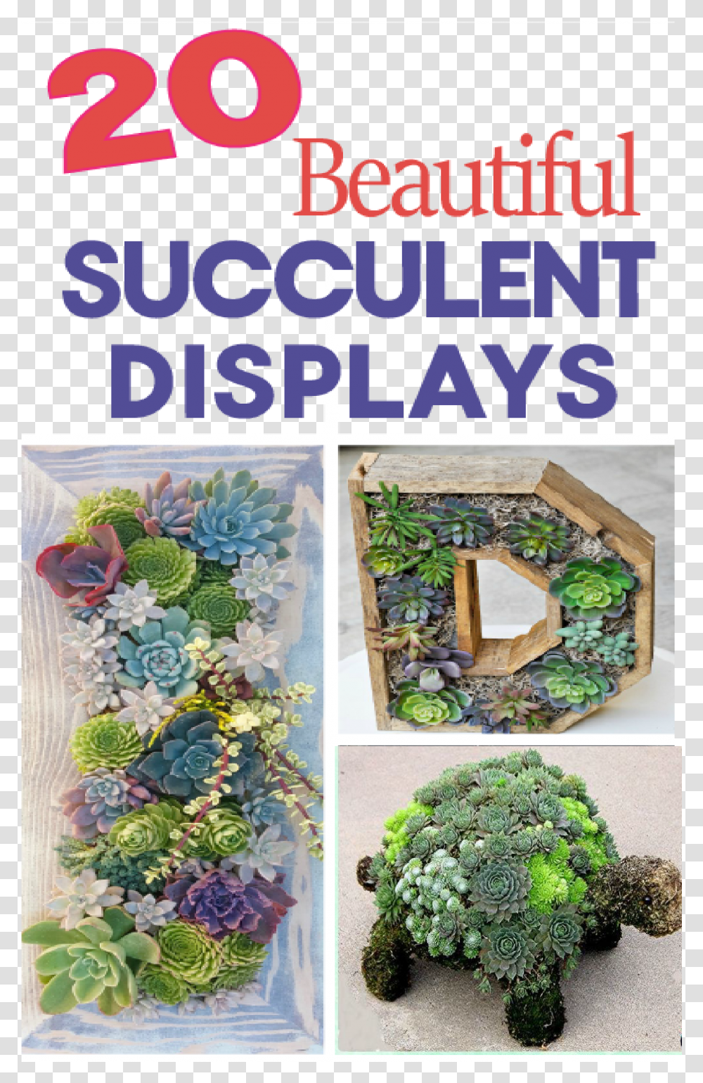 Succulents Displays, Plant, Pattern, Tree Transparent Png