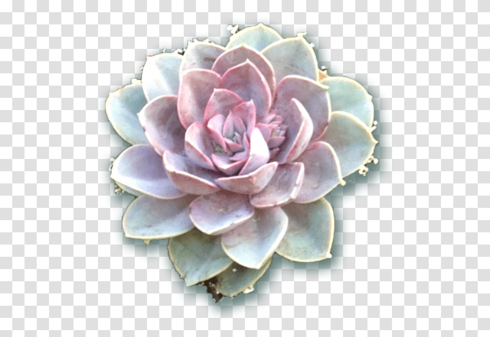 Succulents From The Fresh Herb Co Longmont Colorado Background Succulent, Rose, Flower, Plant, Jewelry Transparent Png