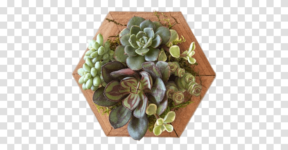 Succulents On Wooden Base Succulent Pngs, Painting, Plant, Accessories Transparent Png