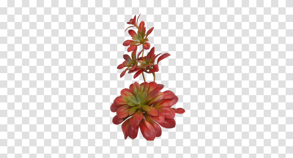 Succulents Paul Michael Company, Plant, Flower, Blossom, Dahlia Transparent Png