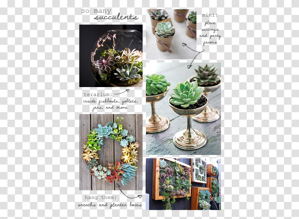 Succulents, Person, Human, Wreath, Tabletop Transparent Png