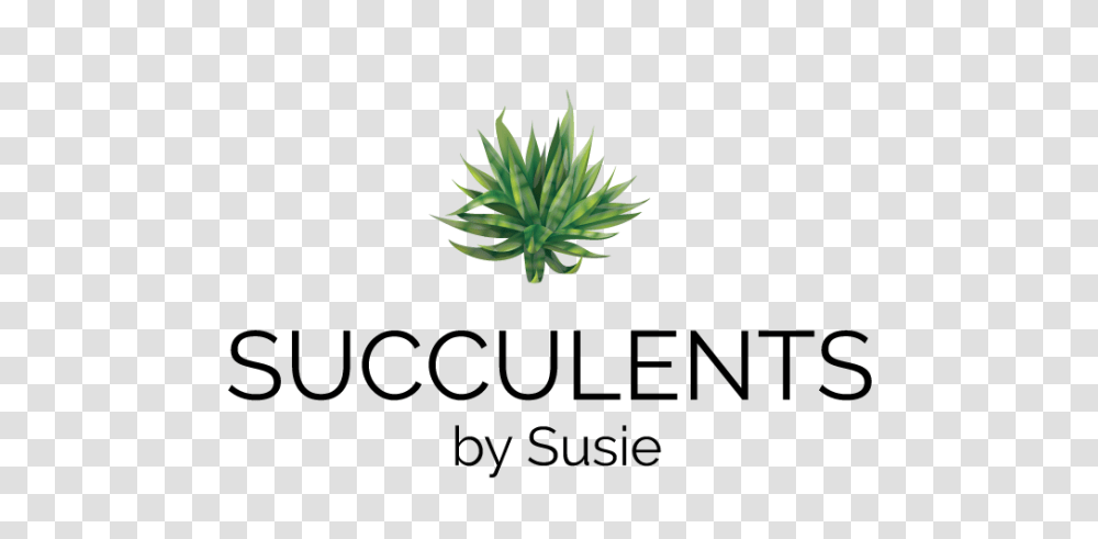 Succulents, Plant, Aloe, Tree, Fir Transparent Png