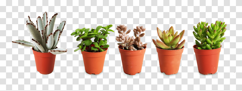 Succulents, Plant, Pot, Furniture Transparent Png