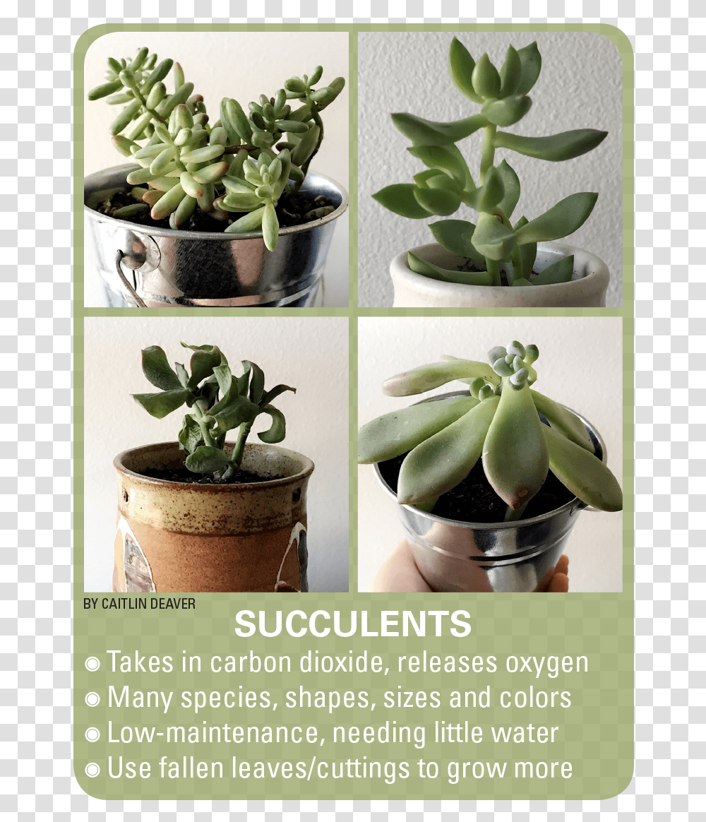 Succulents Succulent Budding, Plant, Aloe, Banana, Fruit Transparent Png