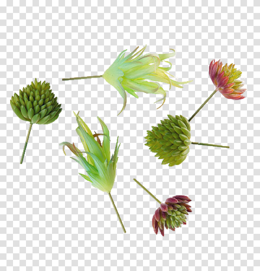 Succulents Tall Field Buttercup, Plant, Flower, Floral Design, Pattern Transparent Png
